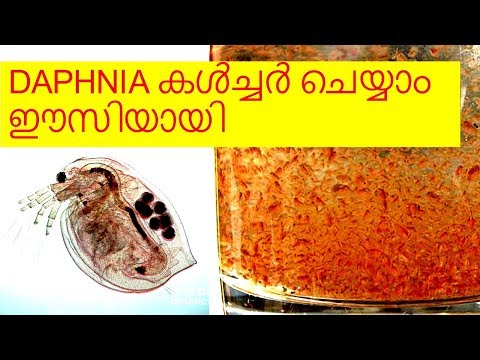 Βίντεο: Γιατί τα Daphnia είναι καλά για πειράματα;