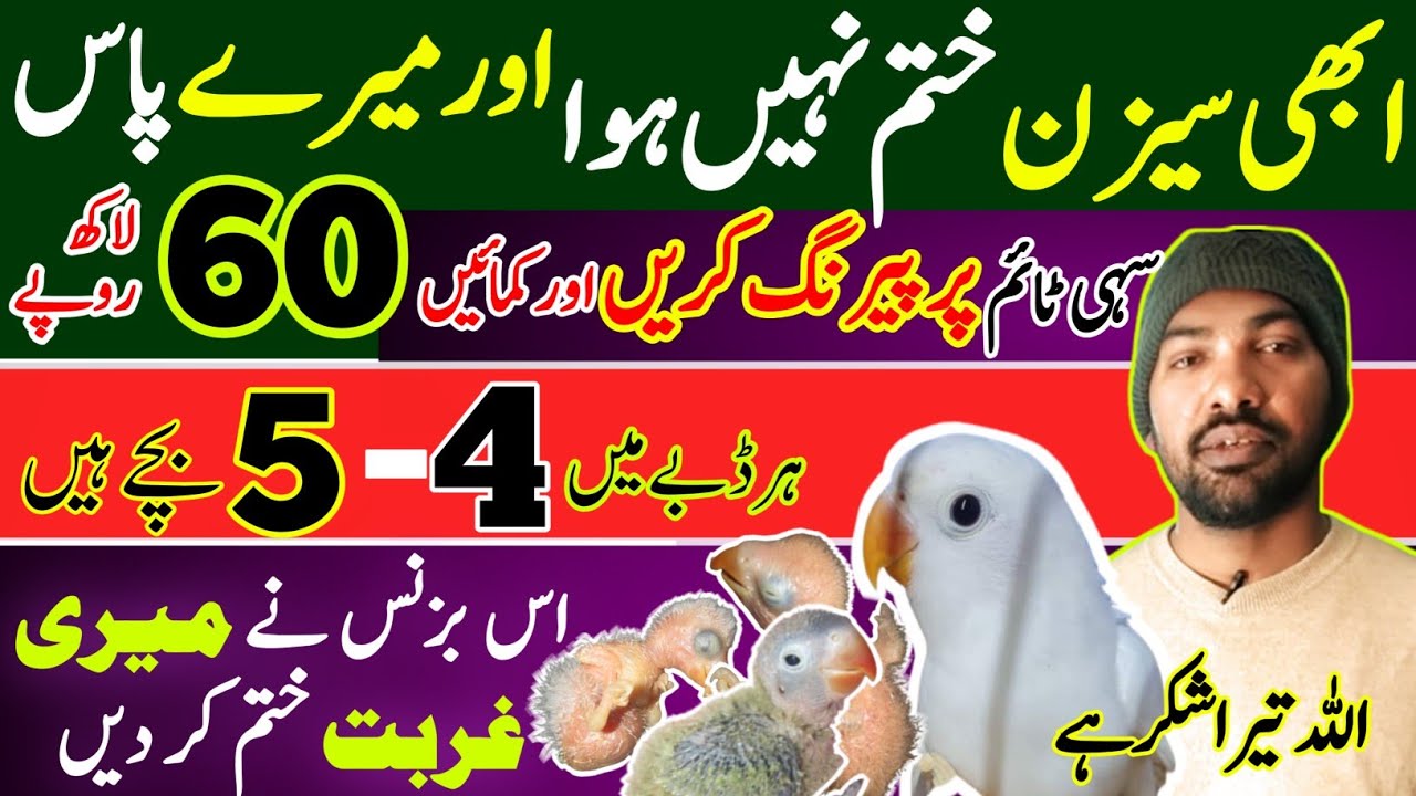 Love Birds Business in Gujranwala|How To Start Love birds Farming Small Setup Big Earning