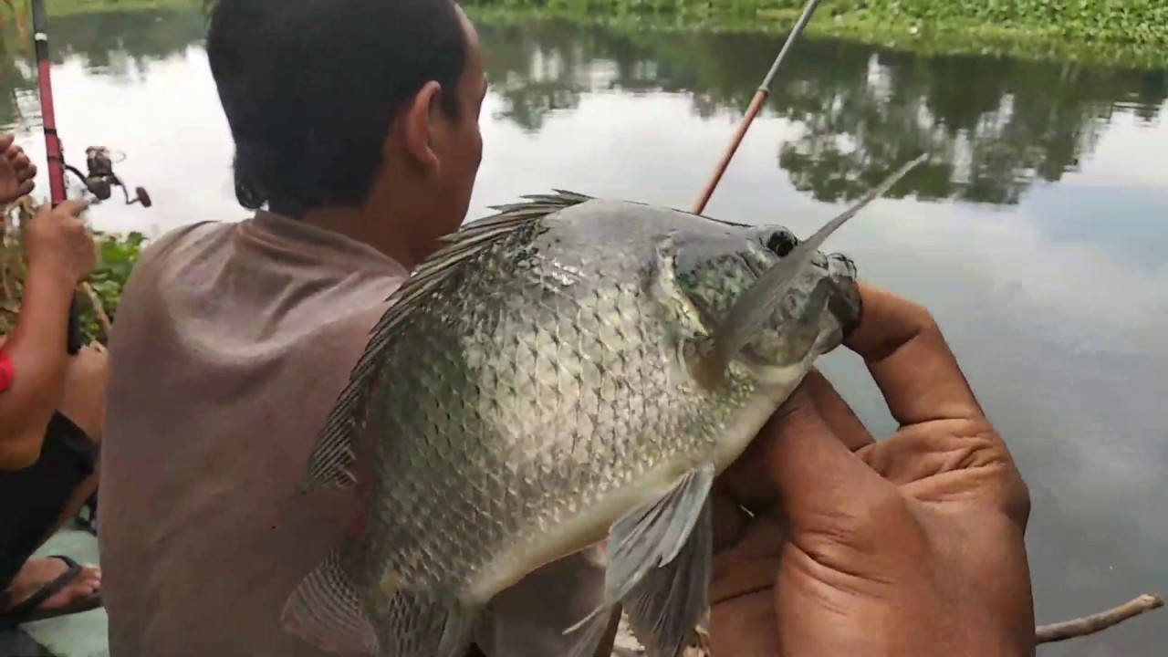 #mancingmania #mancing #MMJ spot mancing yogyakarta|jogja 2020