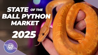 2025 State of the Ball Python Market | #ballpython #snake #reptiles