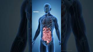 3D Medical Animation:Human Digestive System with Worms | Educational Visualization #facts