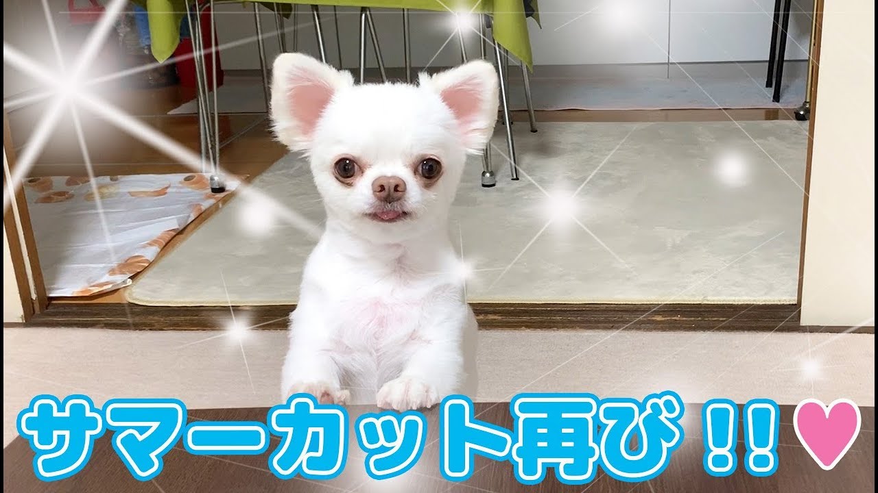 ぬいぐるみの様に可愛い犬のサマーカット 今年2度目チワワのコハク Youtube