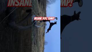American Dog Jump Power 💥🐶 | Insane High Jump Dog #Shorts#dogshorts #dog #jump