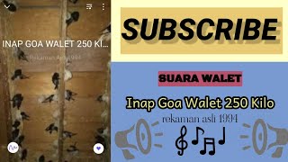 Suara Inap Walet SI. INAP GOA WALET 250 KILO ⚖