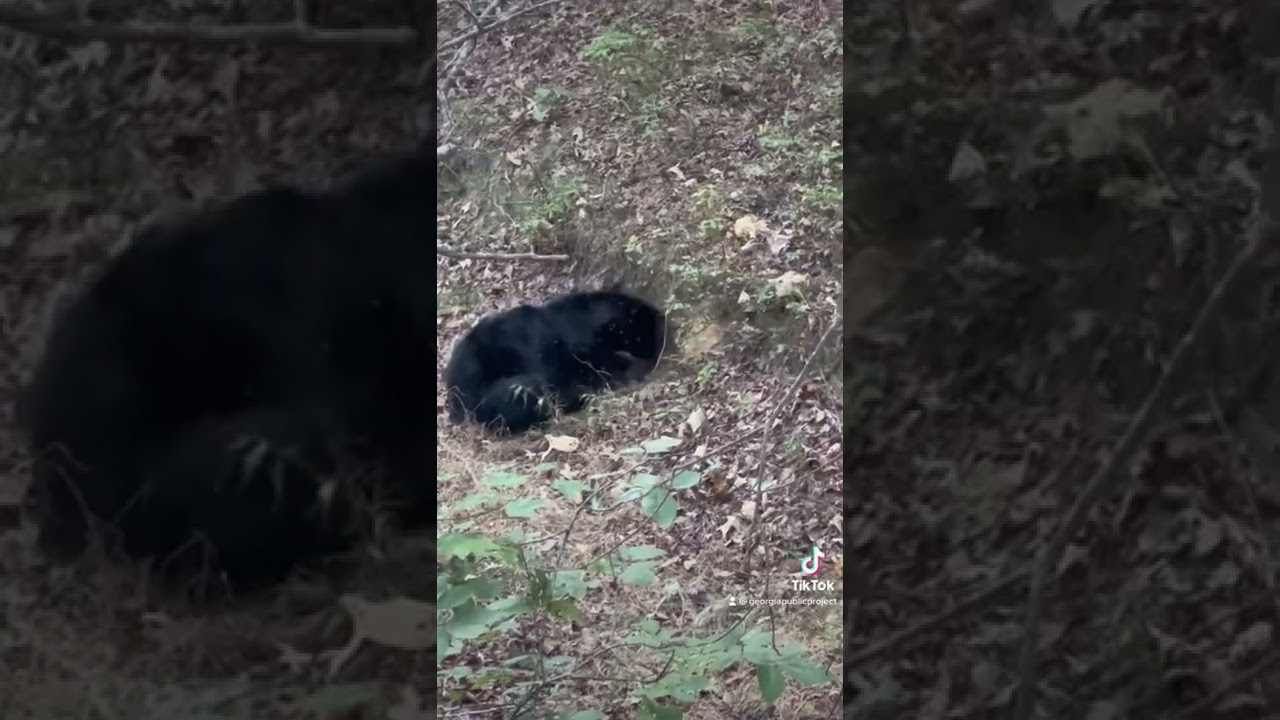 Black Bear Digging up a Yellow Jacket Nest