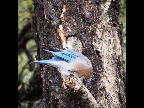 شاهد بلو بيرد الغربية 