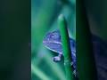 The Beautiful Chameleons Viral Status Reels Chameleon Beautiful Trending Trend Forest Yt The Beautiful Chameleons Viral Status Reels Chameleon Beautiful Trending Trend Forest Yt