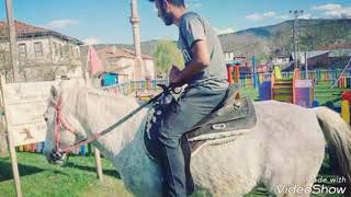 / Daday Kiliç At Çi̇fti̇ği̇ / At Ve Lama Görsel Şöleni̇