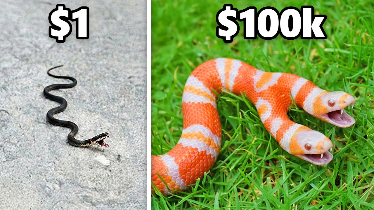 $1 vs. $100k Snake!