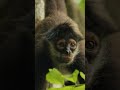 Spider Monkey in Action — Incredible Skills #shortvideo #viralshort #spidermonkey