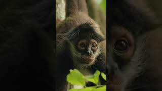 Spider Monkey in Action — Incredible Skills #shortvideo #viralshort #spidermonkey