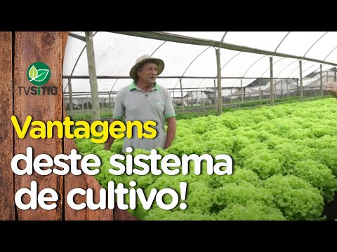 Vídeo: Salada. Cultivo ao ar livre