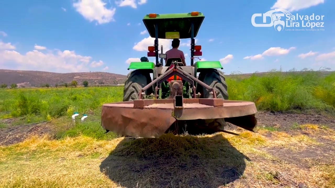 Desvare de cosecha de espárragos - Tarímbaro