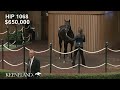 Hip 1068, Not This Time - Miss Exclusive, sells for $1.65 Million at 2026 Keeneland September