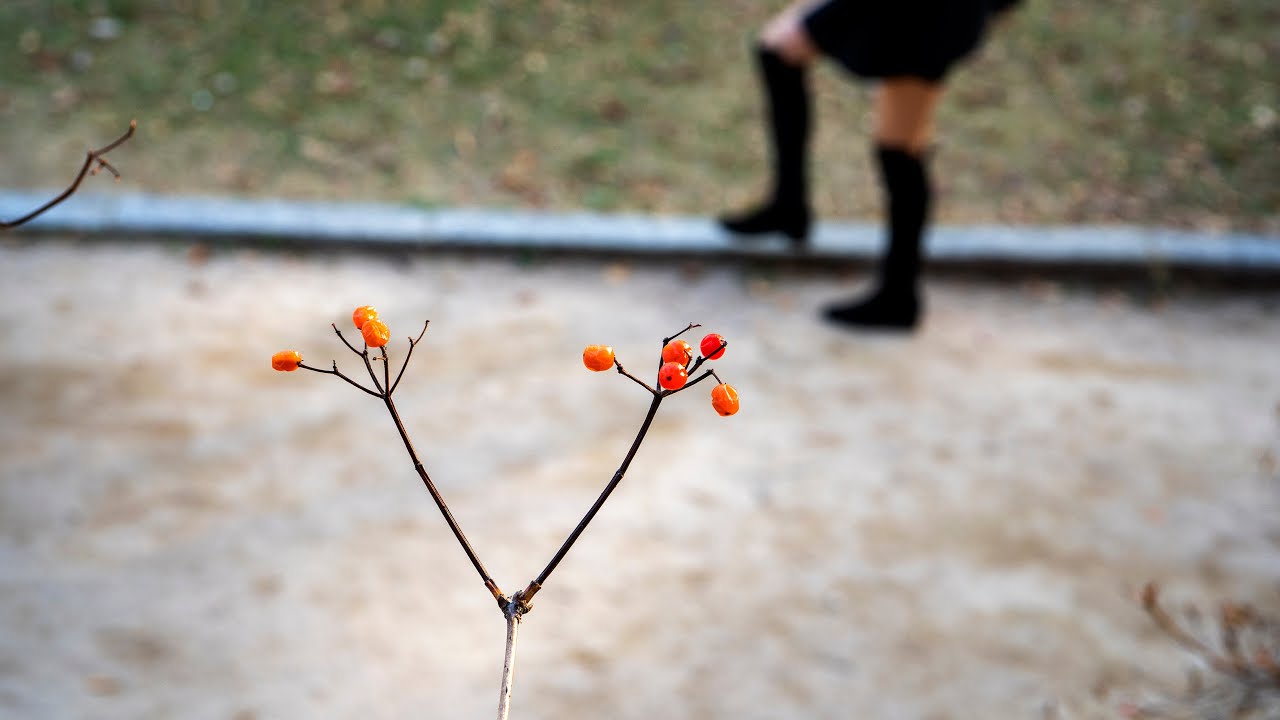 201111 가을 마무리, 창경궁 (Bye Fall 2020 in Changgyeonggung Palace)