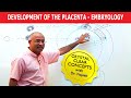 Development Of the Placenta - Embryology