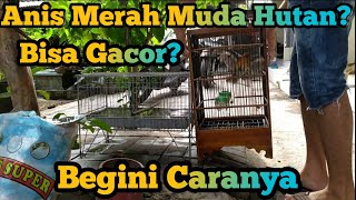 Anis Merah Mh - Merawat Anis Merah Mh Sampai Gacor