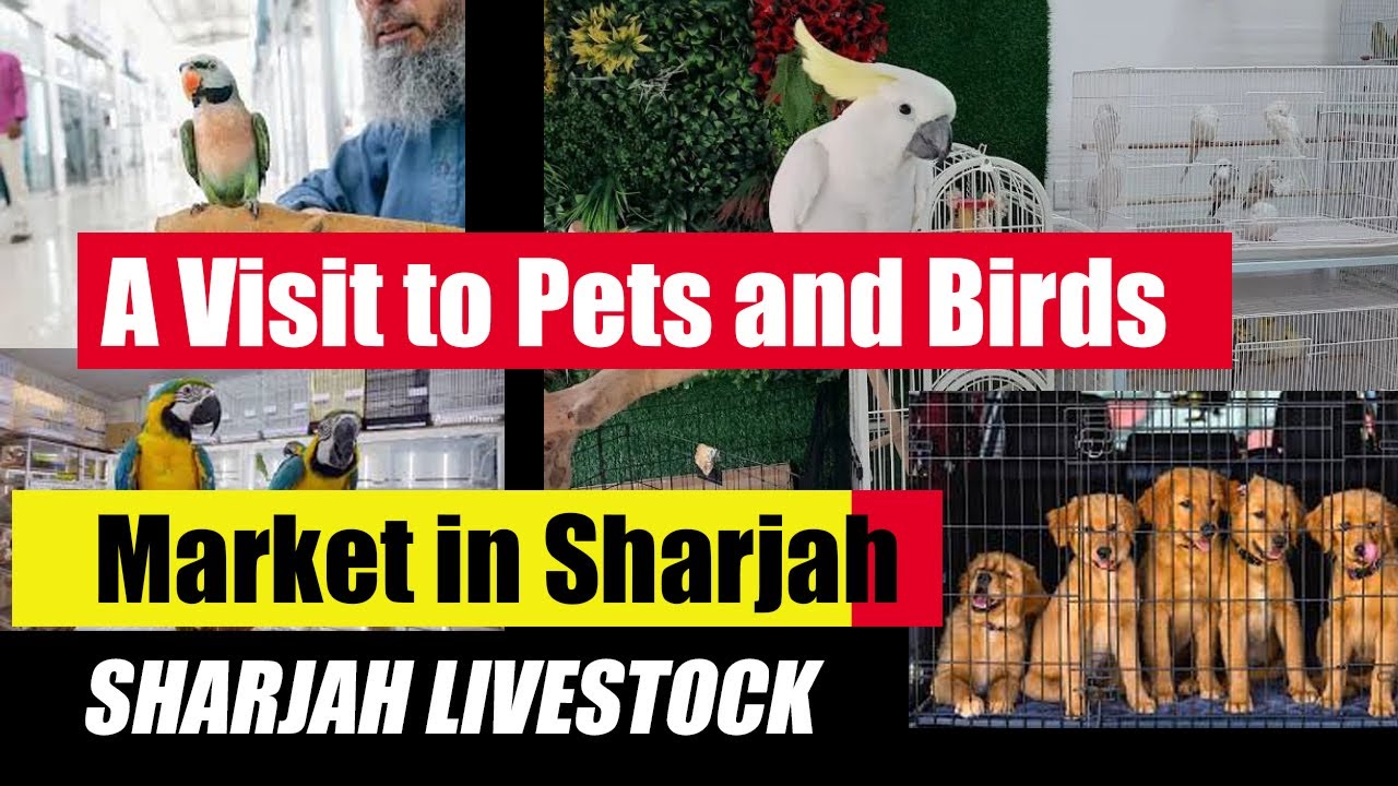 Sharjah Animal & Birds Market | A Hidden Market in UAE | Pets Market Sharjah Tour