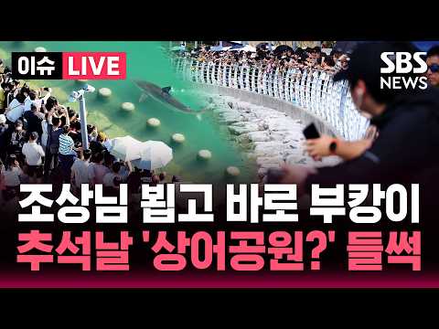 🔴LIVE 추석연휴 부산 친수공원 북적..상어 '부캉이' 보러 하루 10만명 / SBS 실시간 라이브
