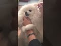 和妈妈抢纸！（并没有抢到） #pomeranian #ポメラニアン #puppy #dog #cute #pets #癒し#baby #犬 #犬のいる暮らし