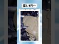 淡水ウナギの養殖 #shorts #おすすめ #すごい #おもしろ #海外#バズれ