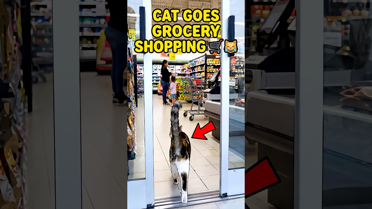 Cat Goes Grocery Shopping 🛒😹
