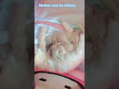 mother cat love for kittens #viral #pets #kitten #catnames #cuteanimals #ai #kitty #catworld #shorts