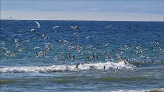 Feeding Frenzy at Rotary Park in Ajax