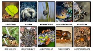 Every Animal That Invented Farming Before Humans Explained in 15 Minutes