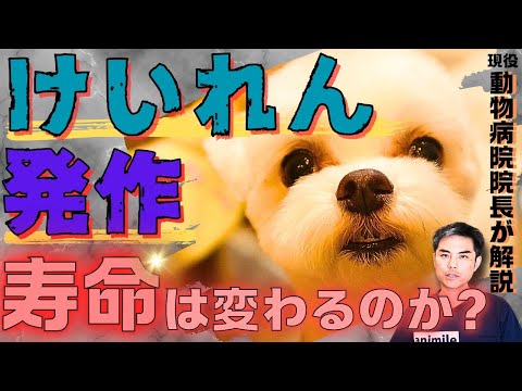 犬の筋肉の痙攣は危険？原因と対処法を獣医が解説