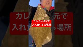 カレイが足元で入れ食いする場所　#shorts #short
