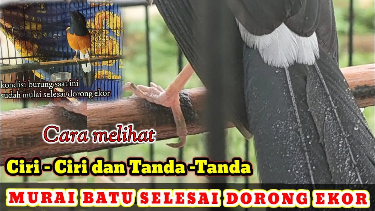 Cara melihat,memahami ciri-ciri murai batu sudah selesai dorong ekor