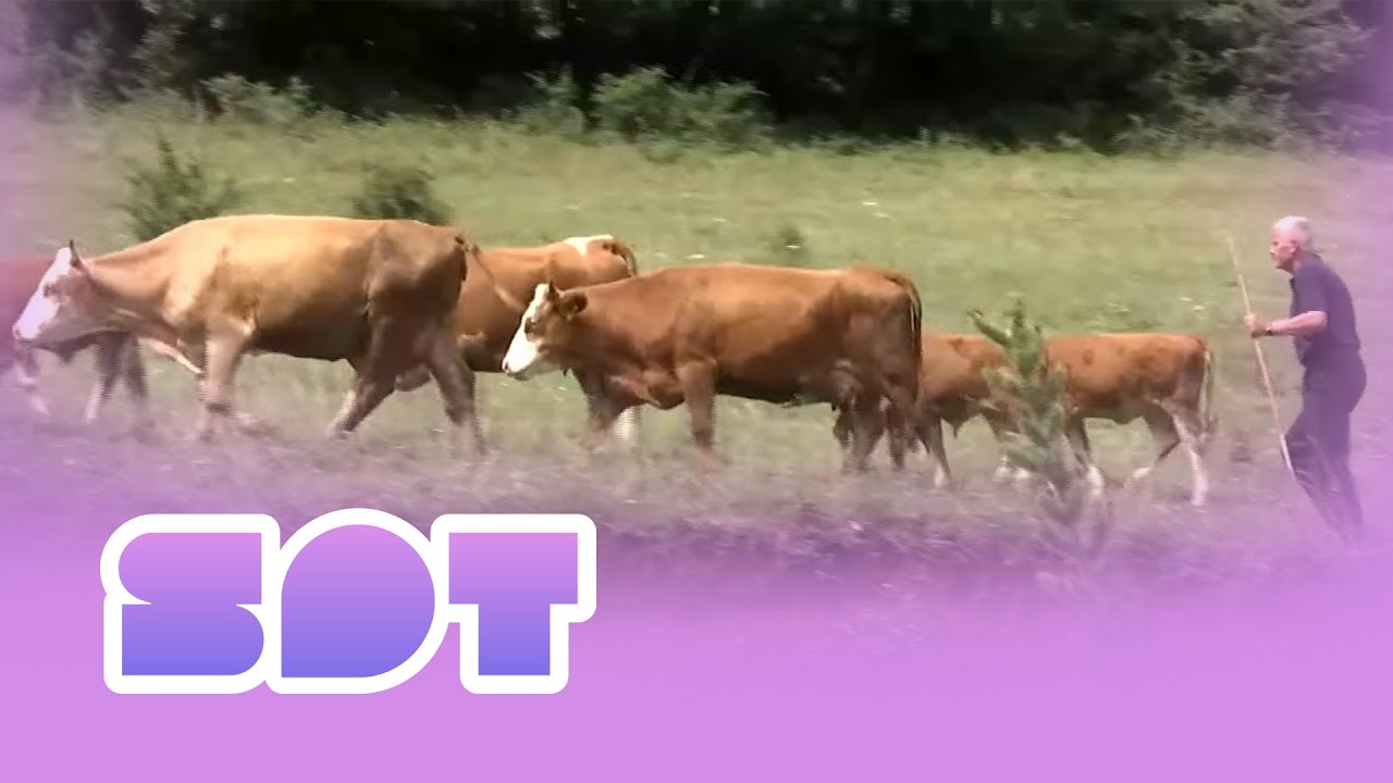 Fermeri nga Pagarusha ia vë secilës bagëti emrin 31 07 2023