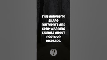 HOW DO TREES COMMUNICATE?