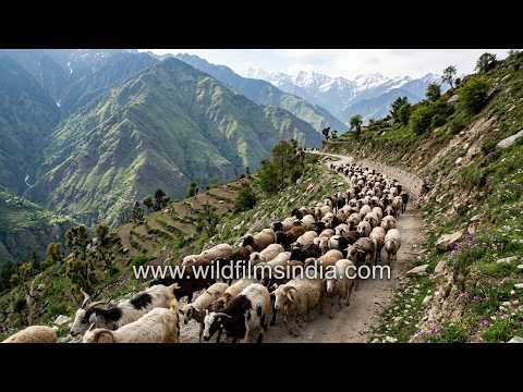 Large livestock herd moves along a mountain road in Baling Village, Pithoragarh
