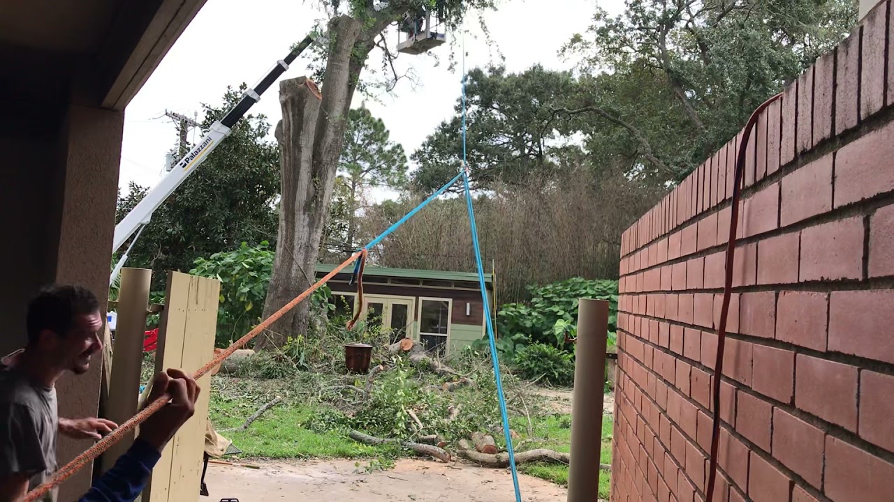 Serendo services. Rogers tree service YouTube