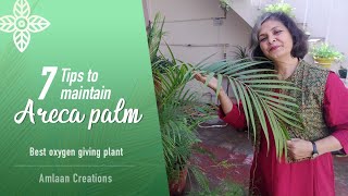 7 Tips for Complete Maintenance of Areca Palm | Best Oxygen Giving Plant