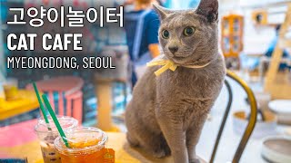 Cat Cafe Experience at Cat's Playground | 명동 Myeongdong, Seoul, Korea | 4K ASMR