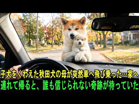 秋田犬の母犬が子犬をくわえたまま突然車に飛び乗り、必死に助けを求めてきた…家へ連れて帰った瞬間、誰も予想しなかった信じられない奇跡が起きた！