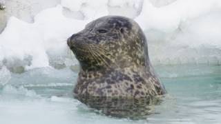 氷が張ったアザラシプール