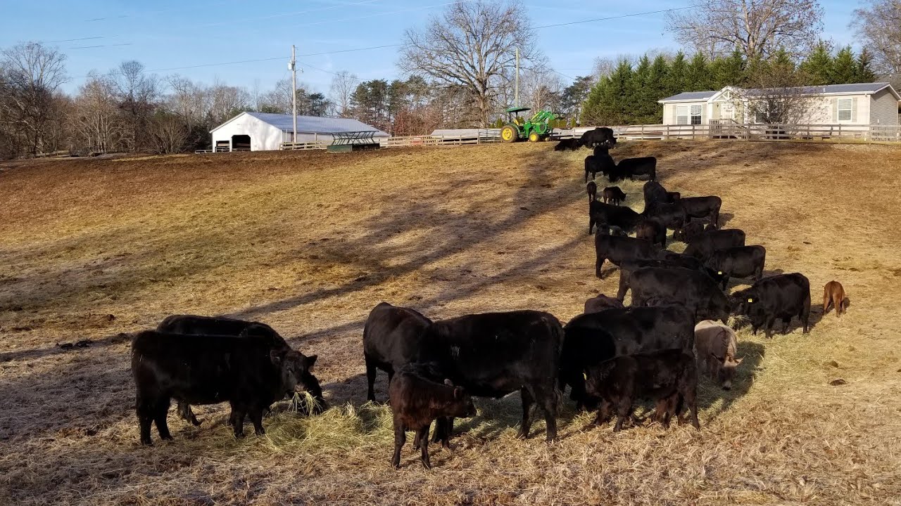 john-deere-tractor-cold-start-and-stubborn-momma-cows-youtube