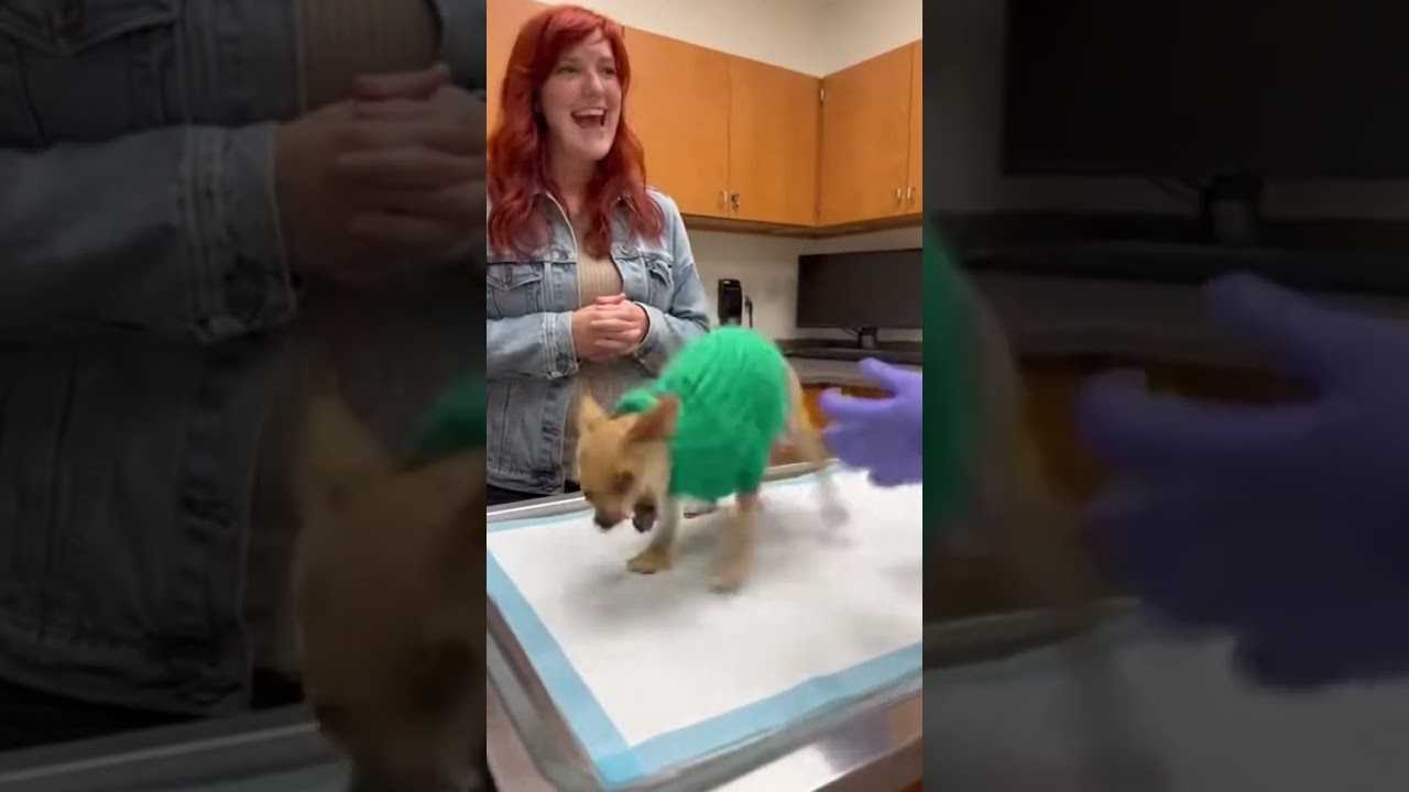 Tiny Chihuahua vs Reality 😂🐶 | Vet Visit Gone Wild 