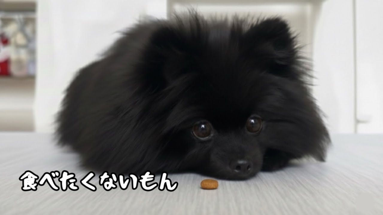  【絶望】ドッグフード食べない愛犬に「ある秘策」を試した結果