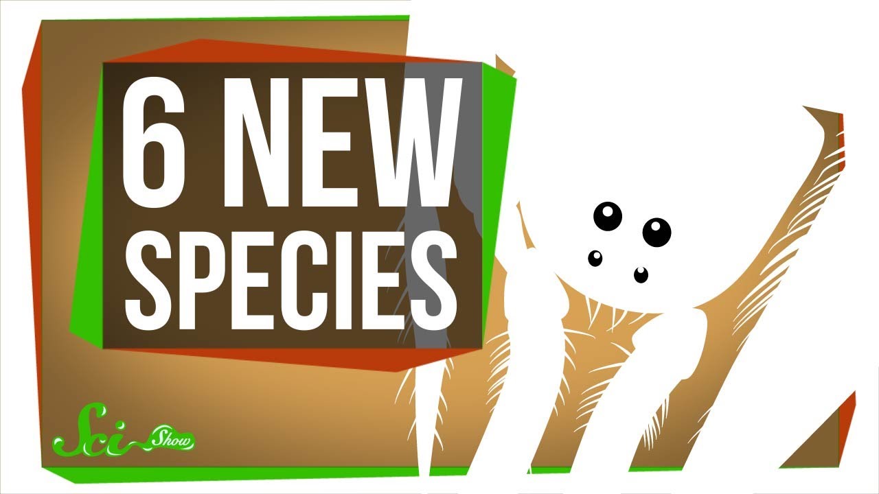 6 of the Coolest New Species Discovered in the Last Year