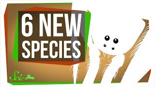 6 of the Coolest New Species Discovered in the Last Year 6 of the Coolest New Species Discovered in the Last Year