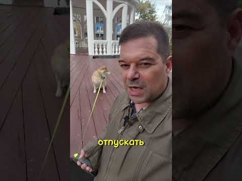 В честь дня рождения моей собаки Паньди - рассказ о породе Сиба-ину 🐕