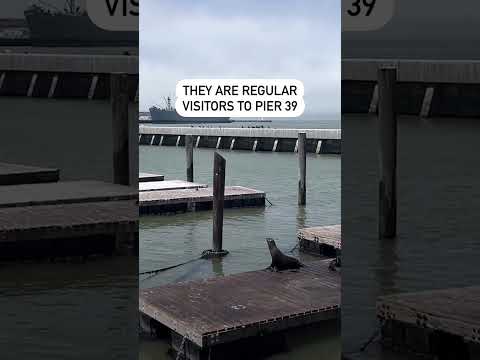 Video: Pier 39 San Francisco Cov Neeg Qhua Qhia