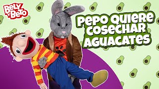 Pepo Quiere Cosechar Aguacates - Bely Y Beto