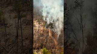 Pine/Oak Savannah burn in Southern, OH #fire #prescribedfire #nativeplants #wildlifehabitat #burn