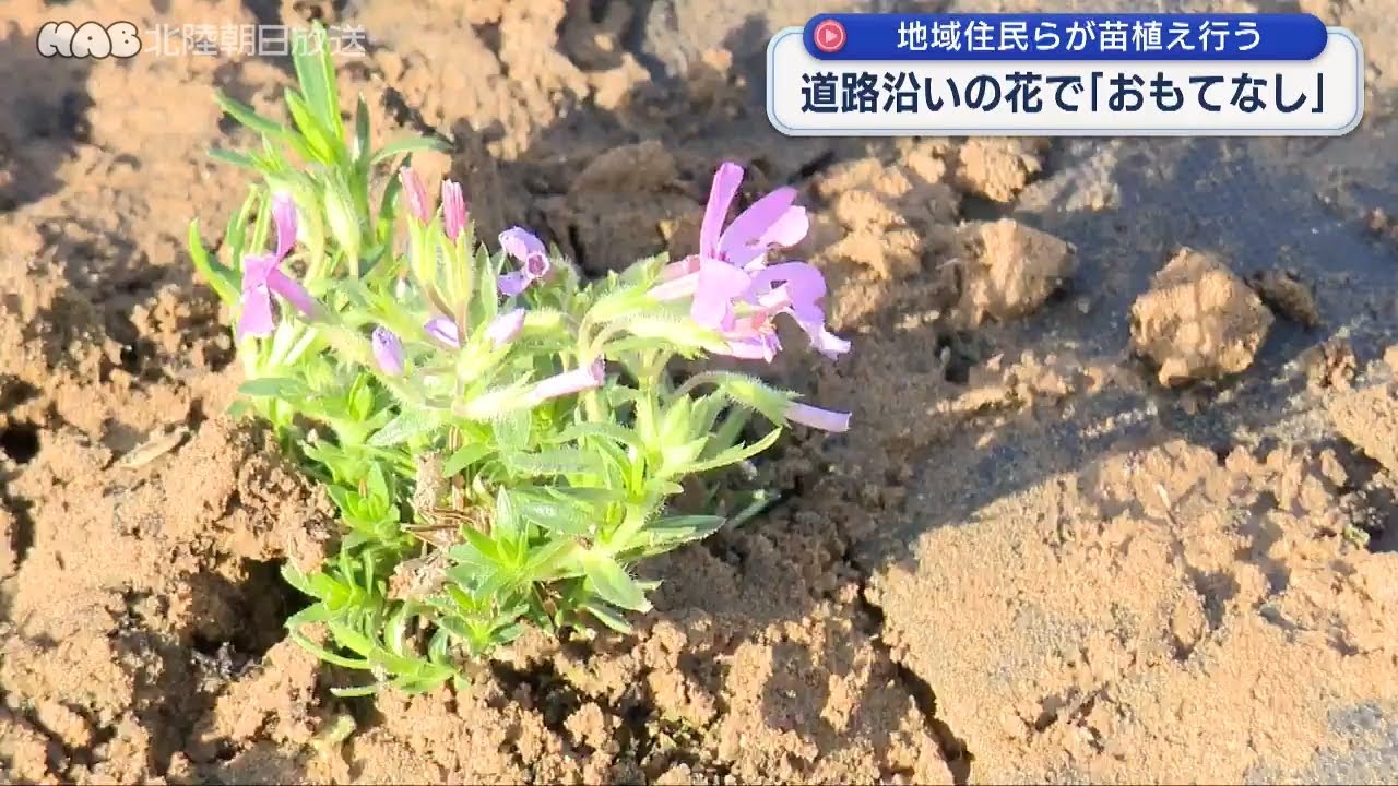 花で観光客を「おもてなし」金沢市の住民が苗を植える